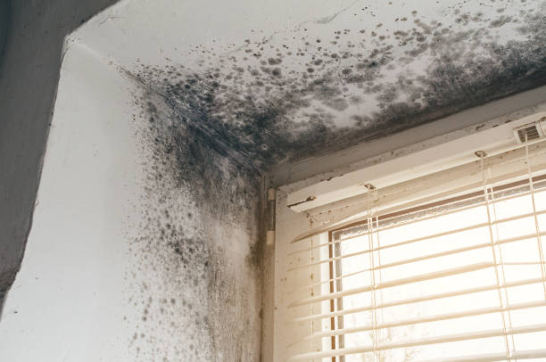 Affordable Mold Cleanup solutions in Greenville, VA